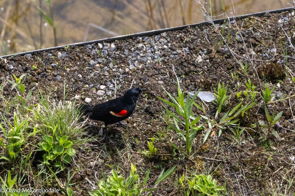 Red-winged Blackbird - ML621229887