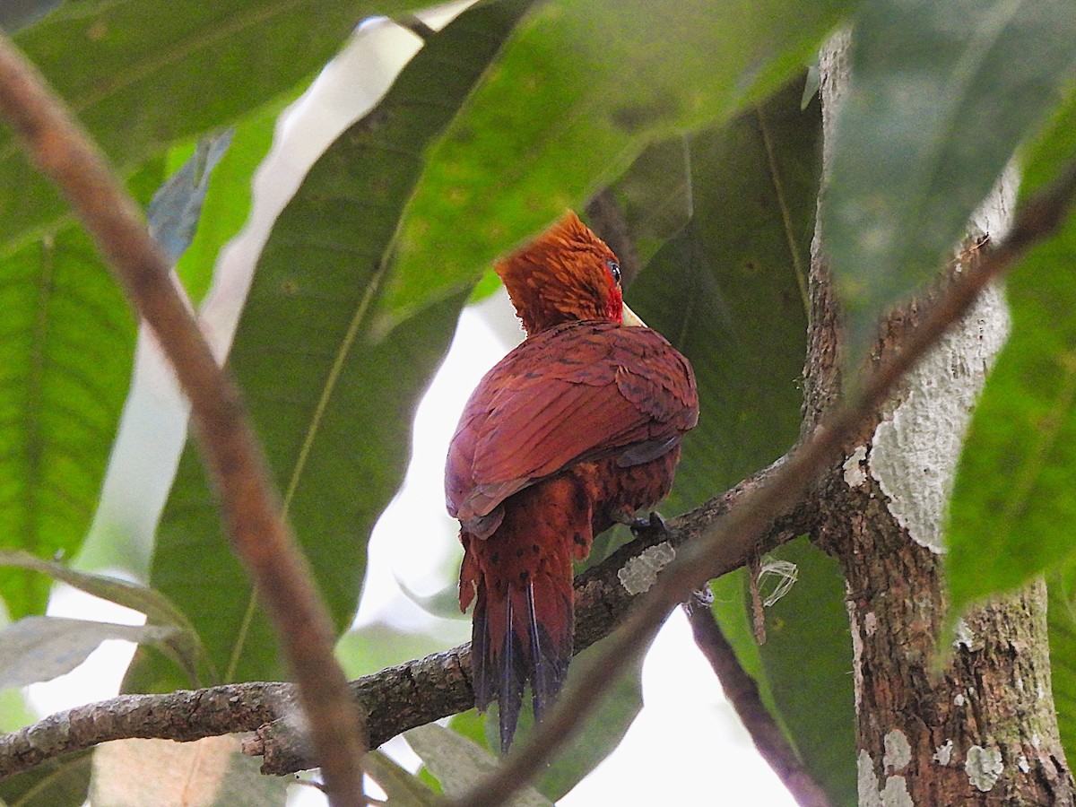 Chestnut-colored Woodpecker - ML621229894