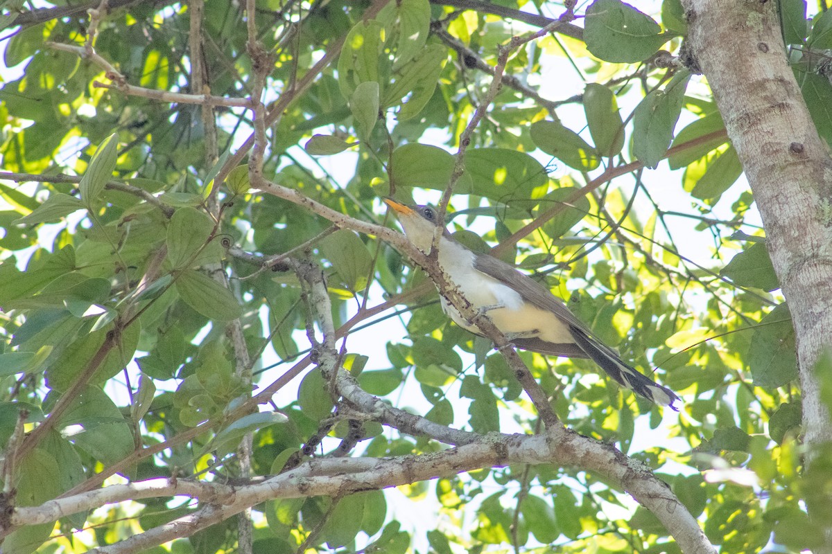 Pearly-breasted Cuckoo - ML621229898