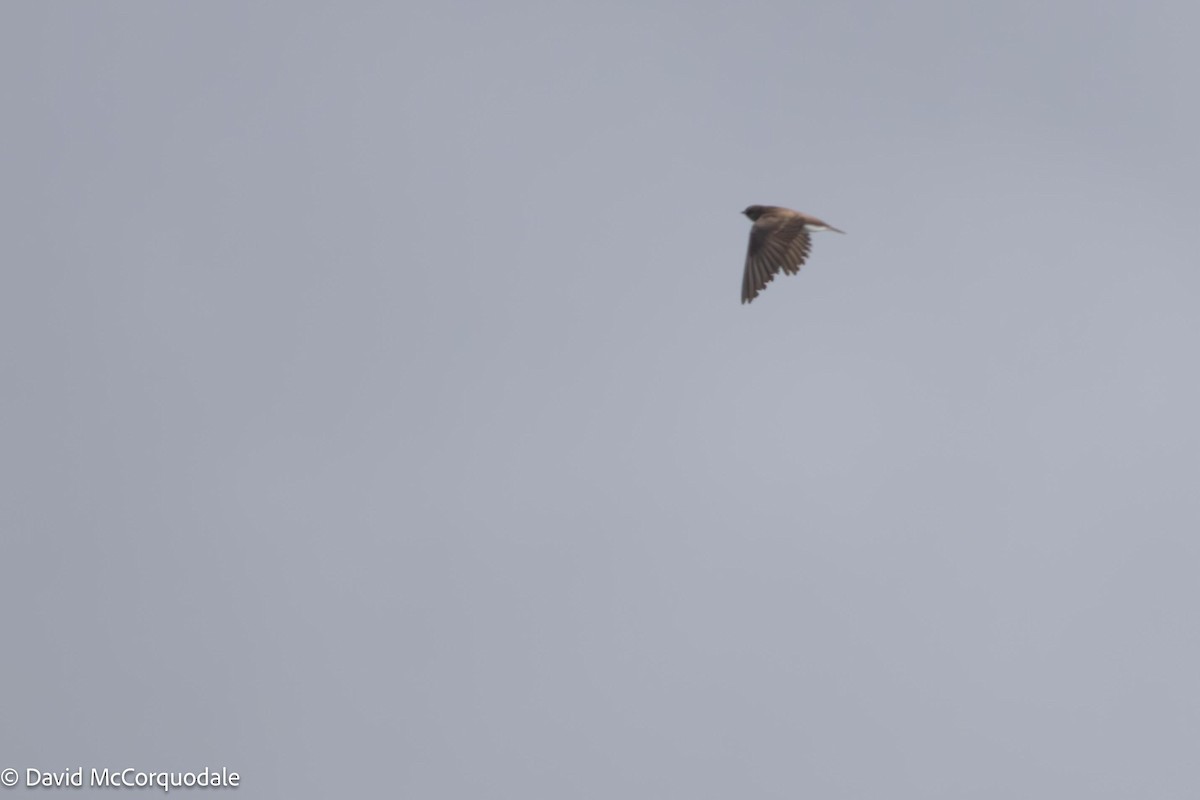 Northern Rough-winged Swallow - ML621229903