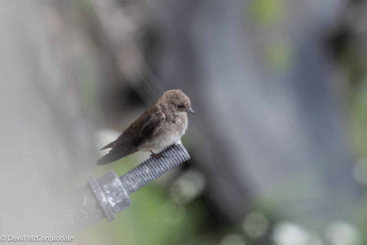 Northern Rough-winged Swallow - ML621229904