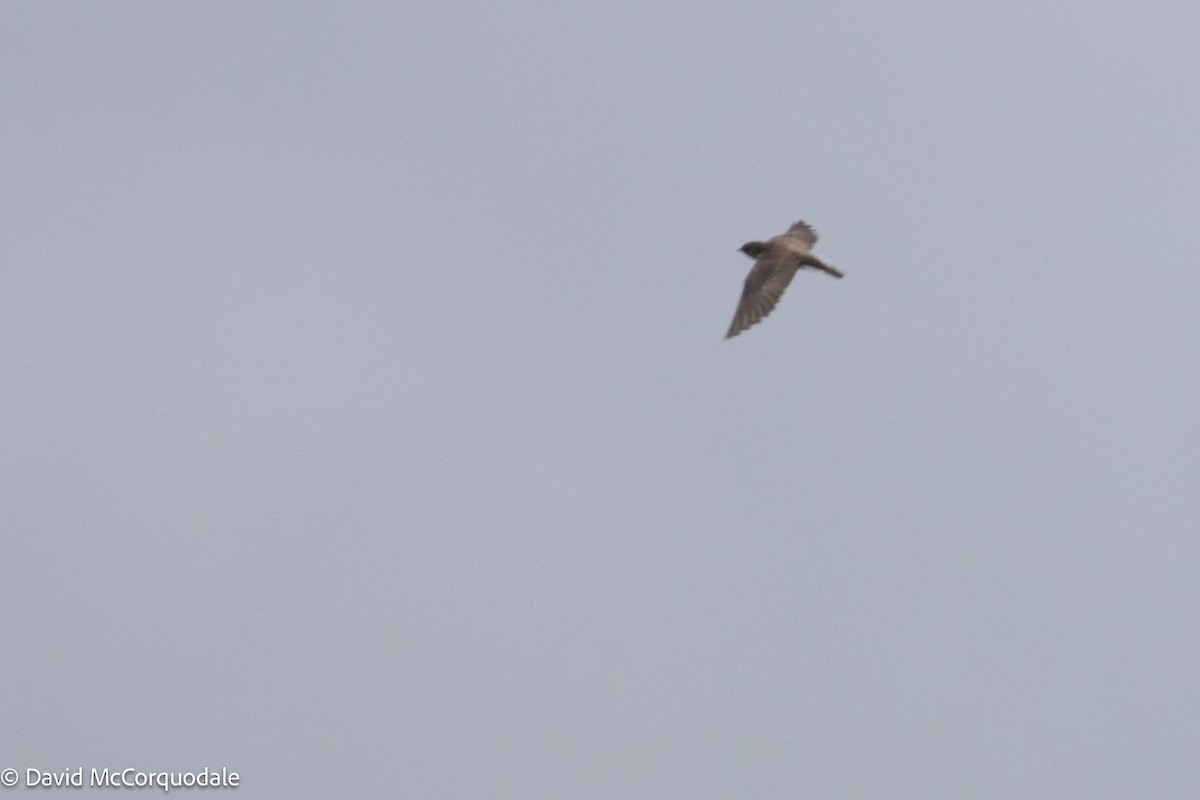 Northern Rough-winged Swallow - ML621229905