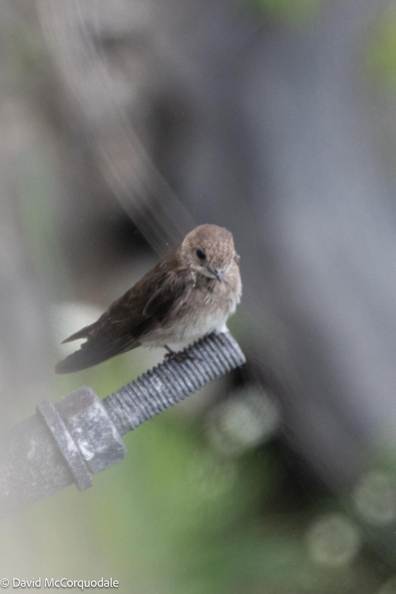 Northern Rough-winged Swallow - ML621229906