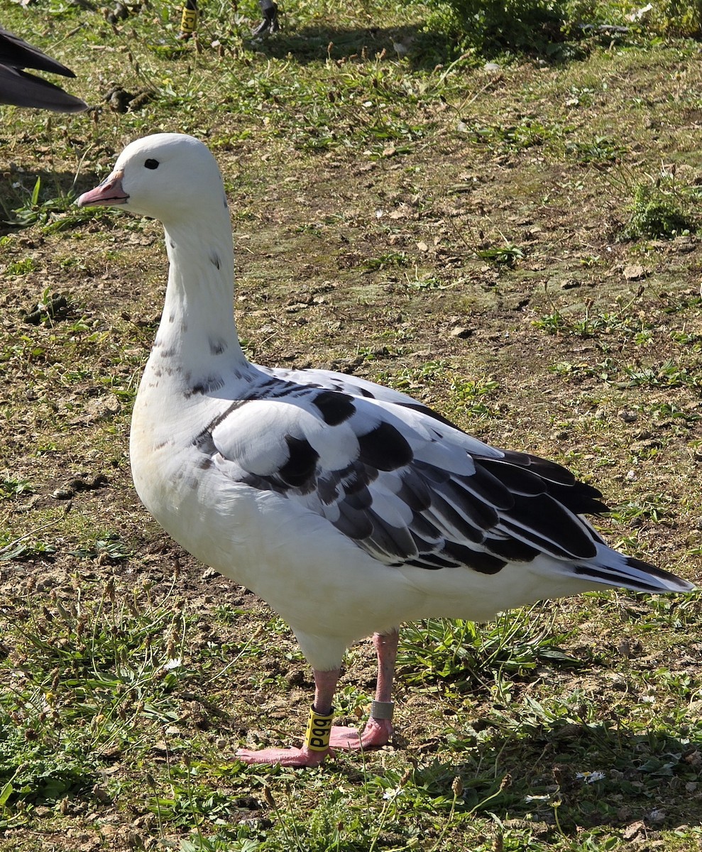 Ross's x Barnacle Goose (hybrid) - ML621229907