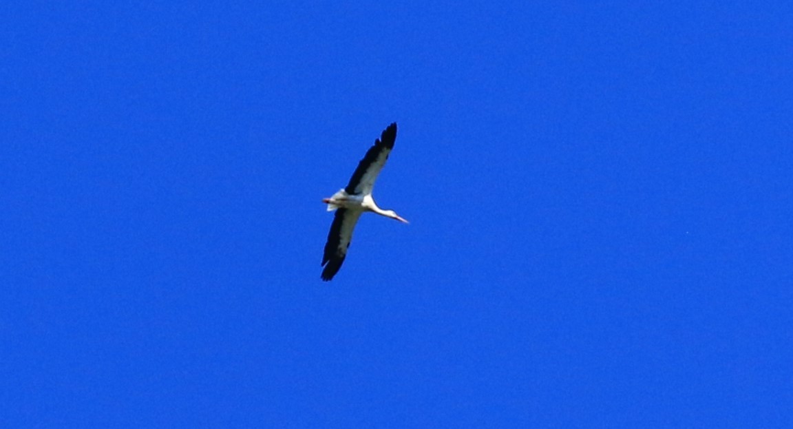 White Stork - ML621229912