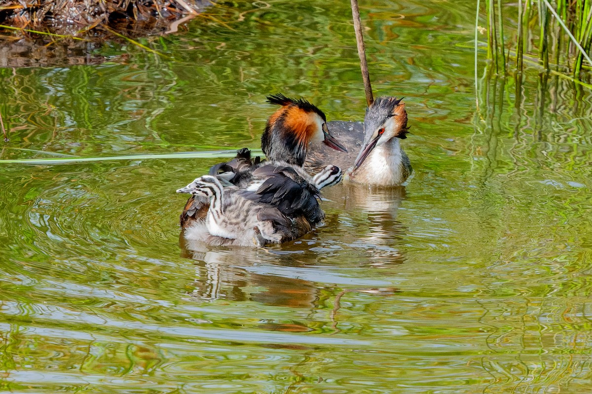Great Crested Grebe - ML621229917