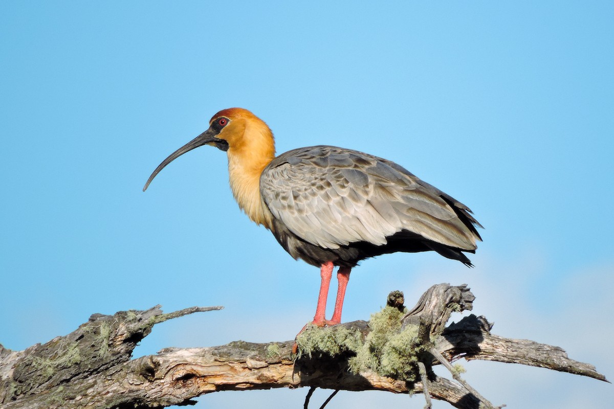 Black-faced Ibis - ML621230020