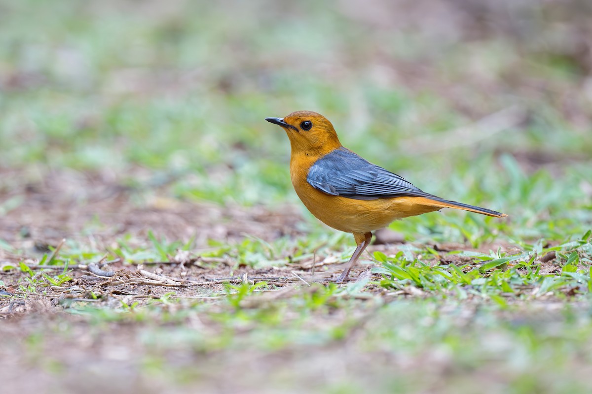 Red-capped Robin-Chat - ML621230094