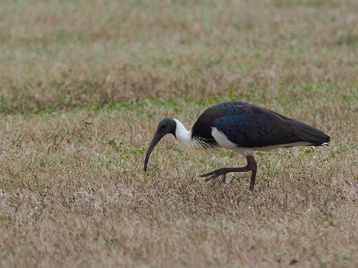 ibis slámokrký - ML621230149