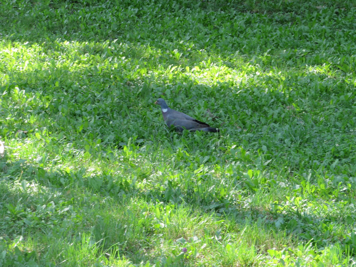 Common Wood-Pigeon - ML621230154