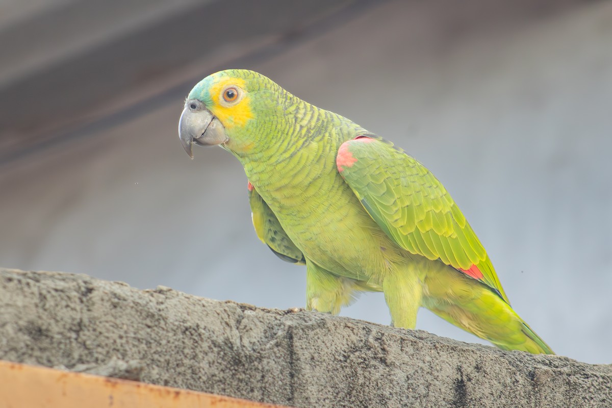 Turquoise-fronted Parrot - ML621230175