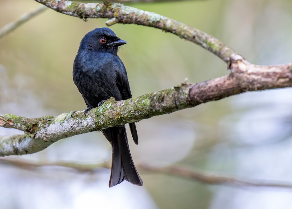 Square-tailed Drongo - ML621230198
