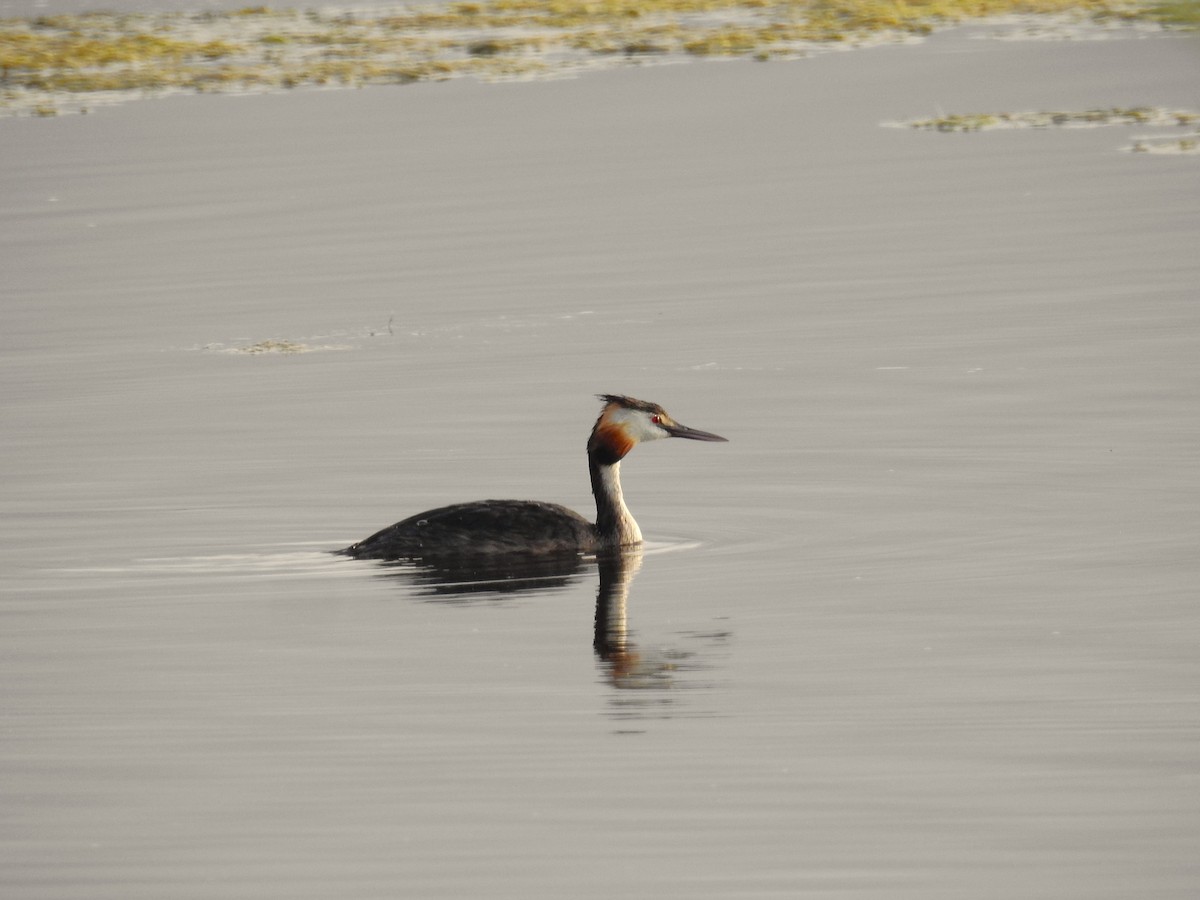Great Crested Grebe - ML621230217