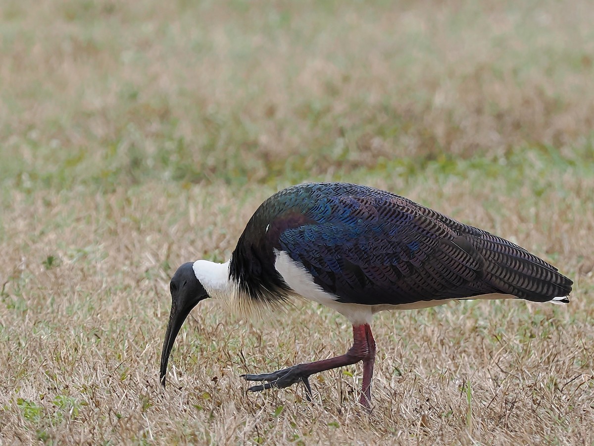 ibis slámokrký - ML621230283