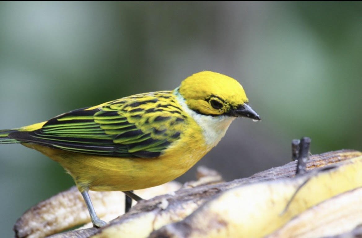 Silver-throated Tanager - ML621230299