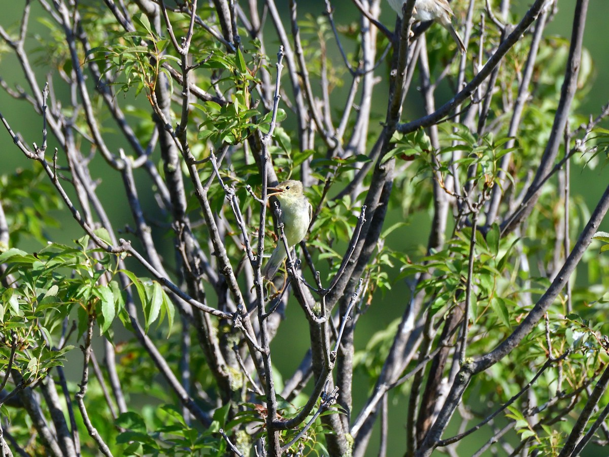 Melodious Warbler - ML621230303
