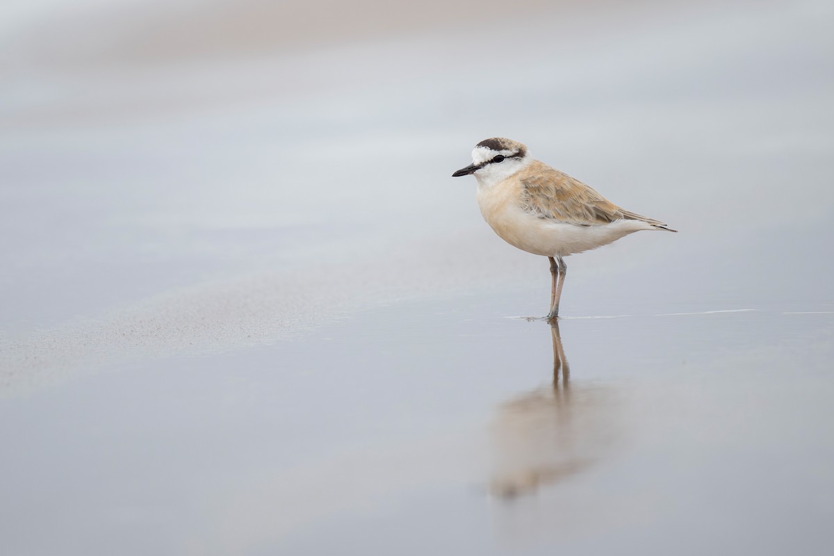 White-fronted Plover - ML621230354