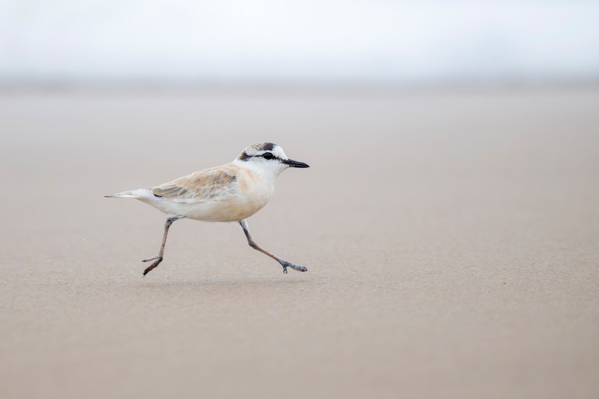 White-fronted Plover - ML621230355