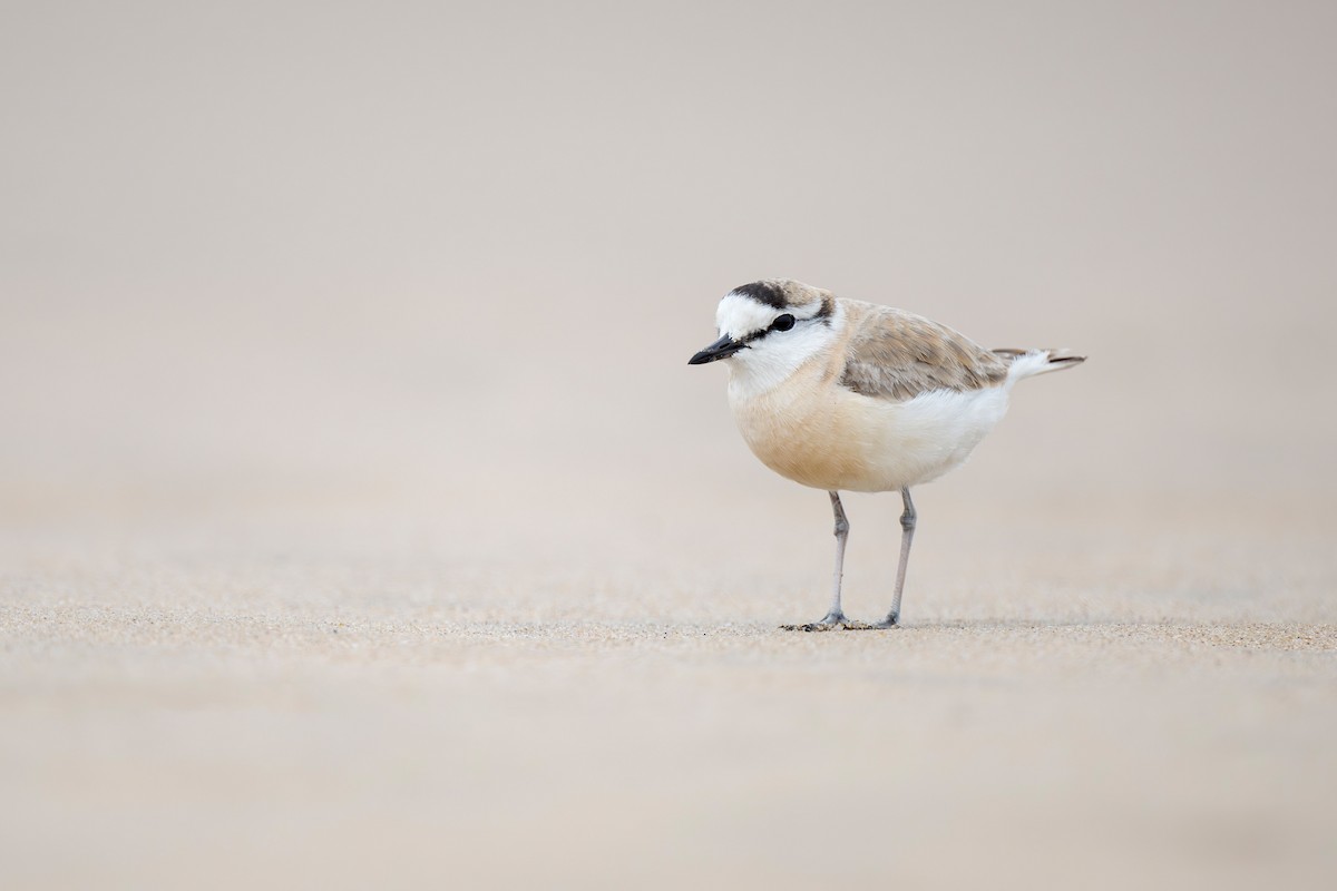 White-fronted Plover - ML621230356
