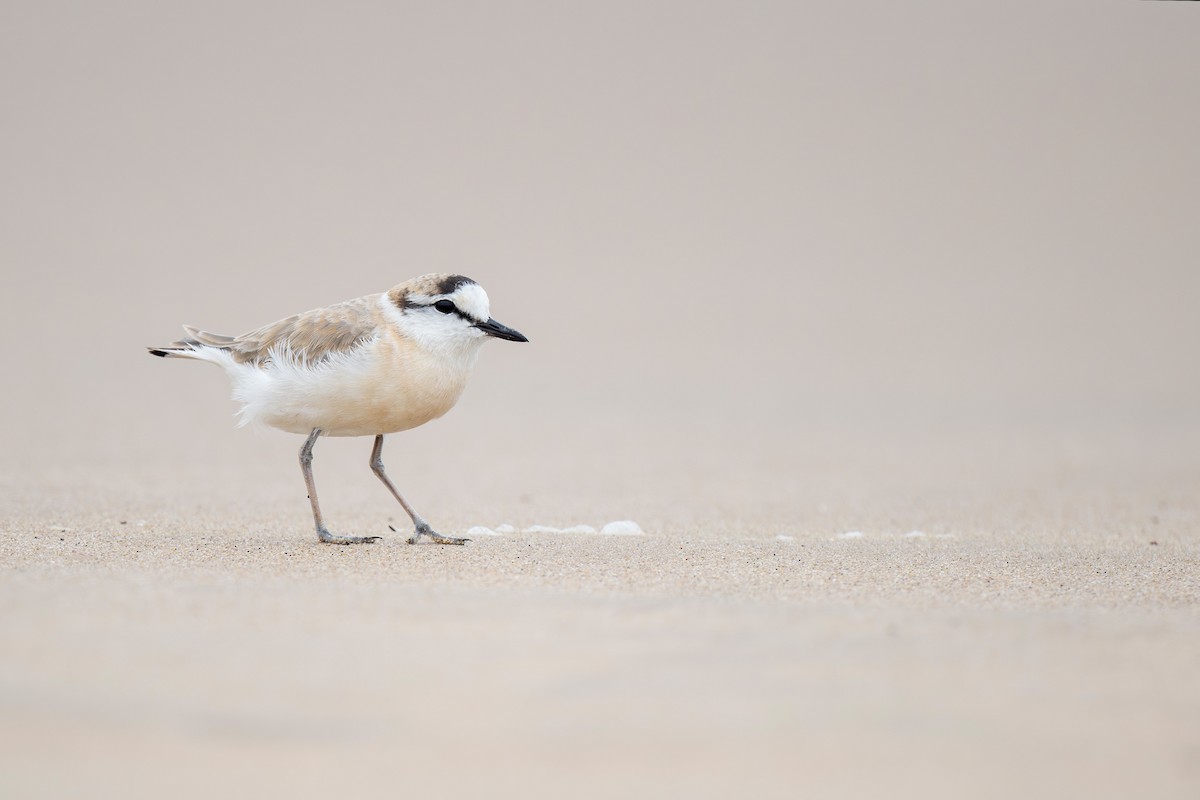 White-fronted Plover - ML621230357