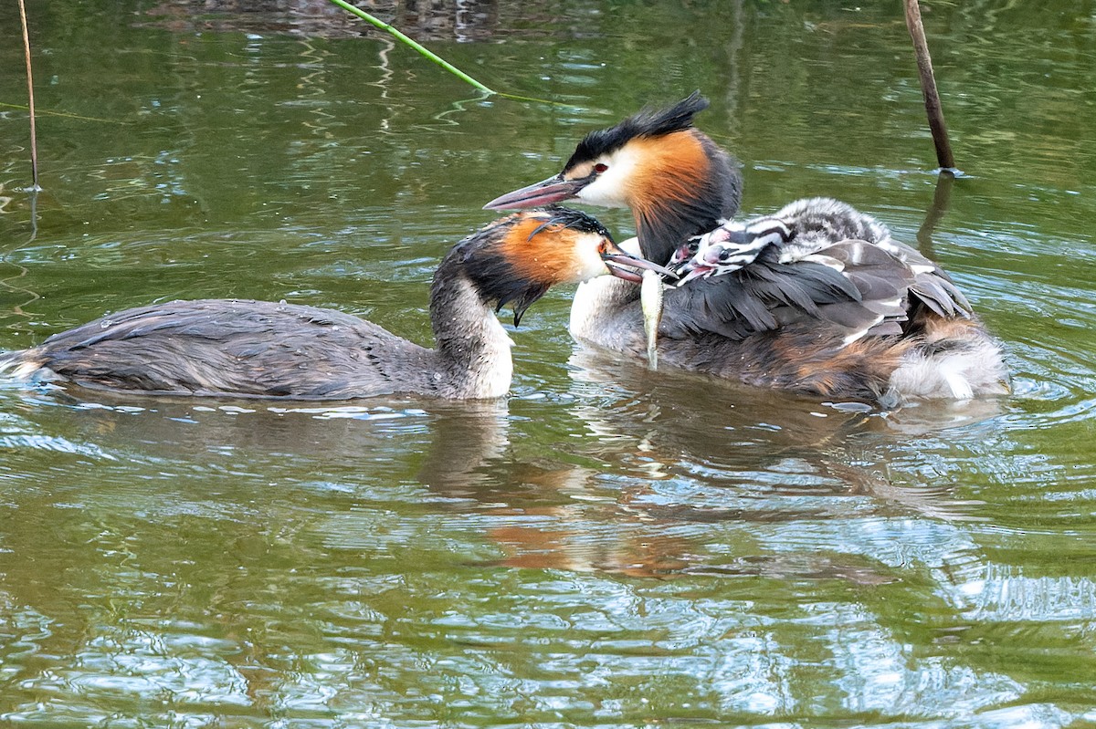 Great Crested Grebe - ML621230370