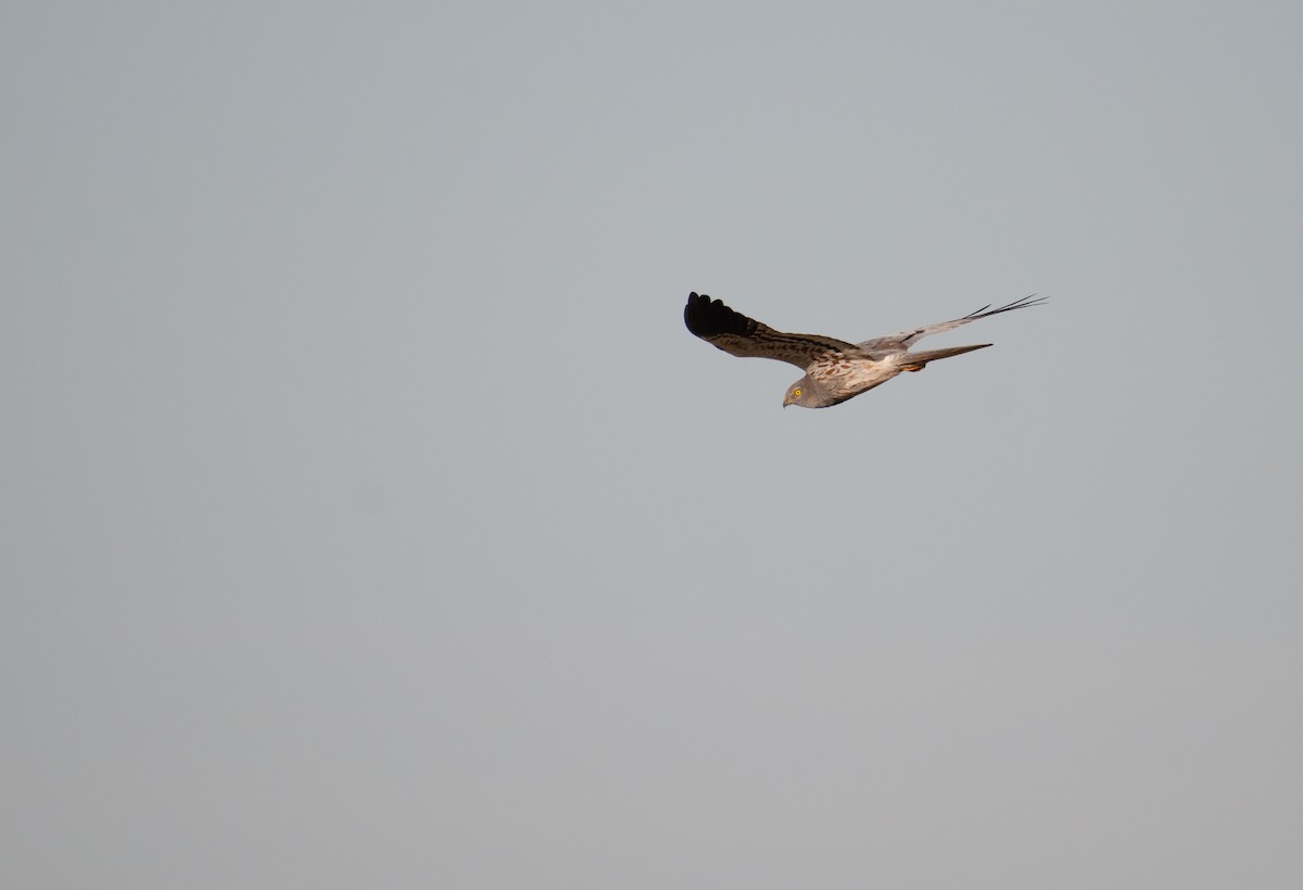 Montagu's Harrier - Milosz Cousens