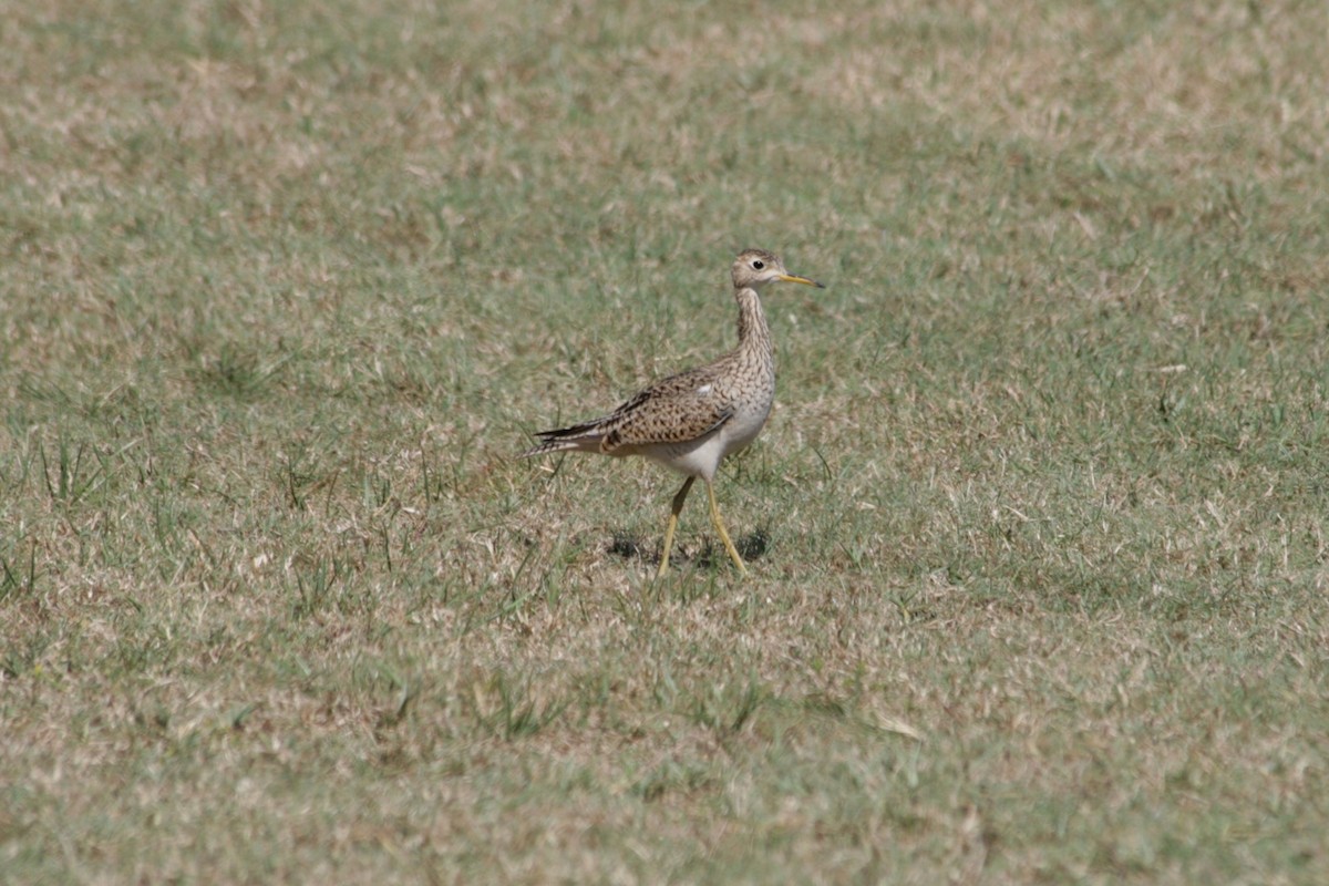 Upland Sandpiper - ML621230395