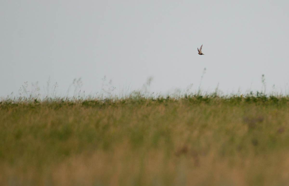 Pallas's Sandgrouse - ML621230410