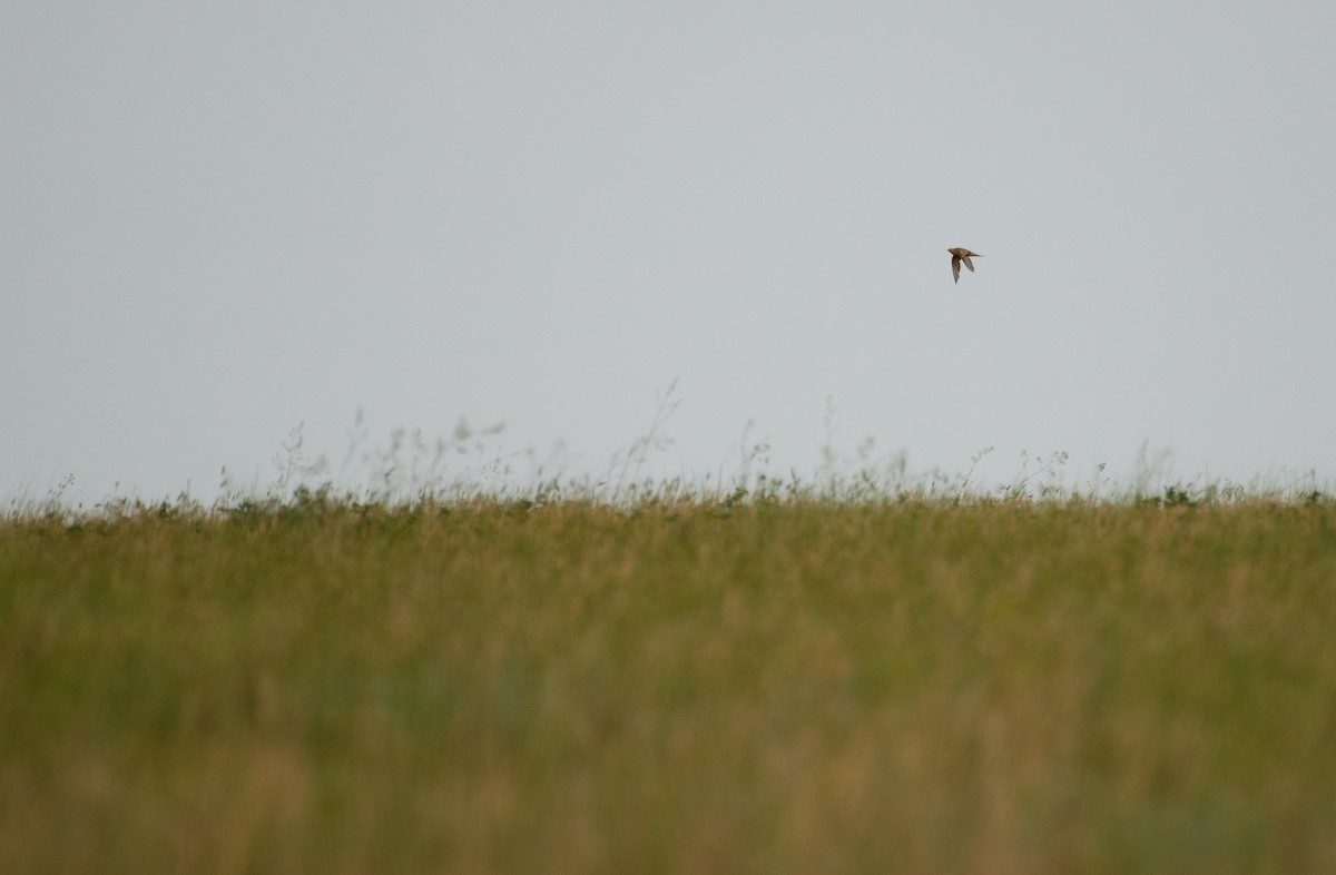 Pallas's Sandgrouse - ML621230411