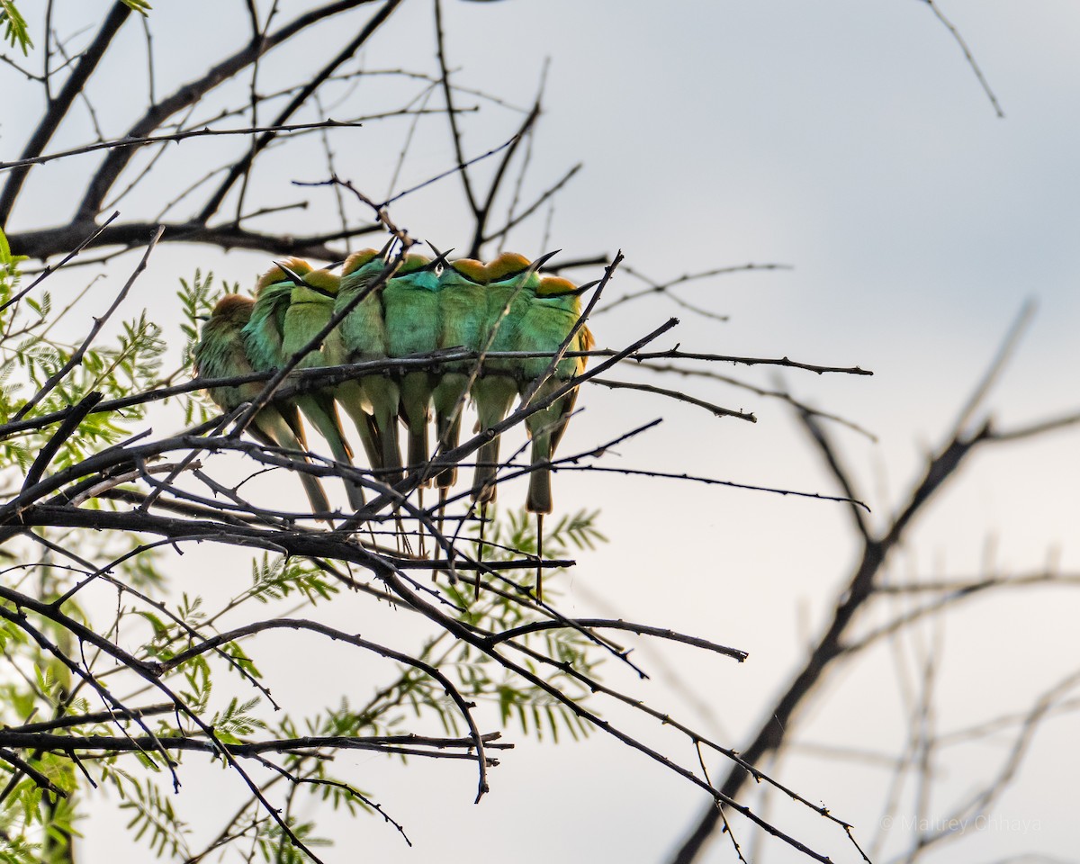 Asian Green Bee-eater - ML621230412