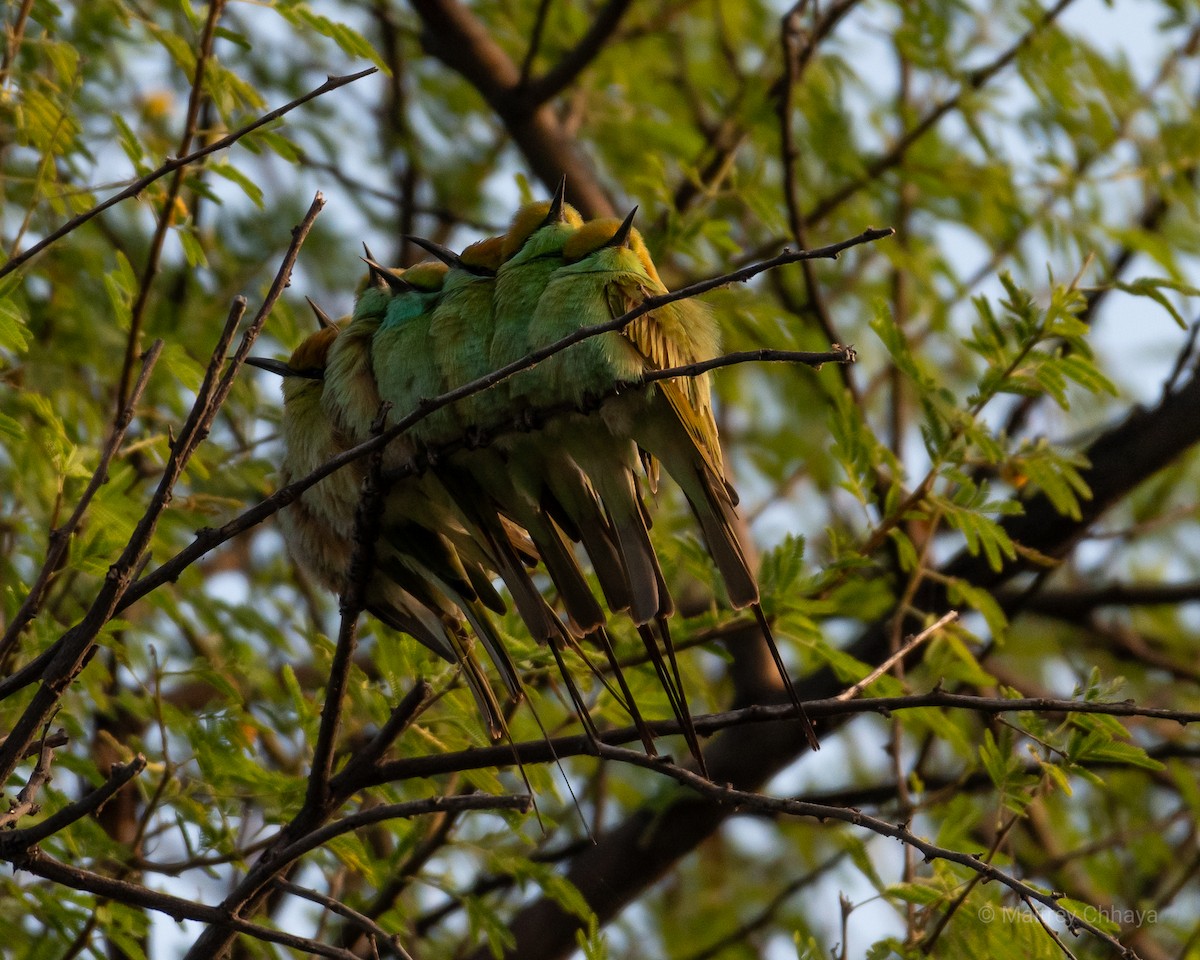 Asian Green Bee-eater - ML621230417