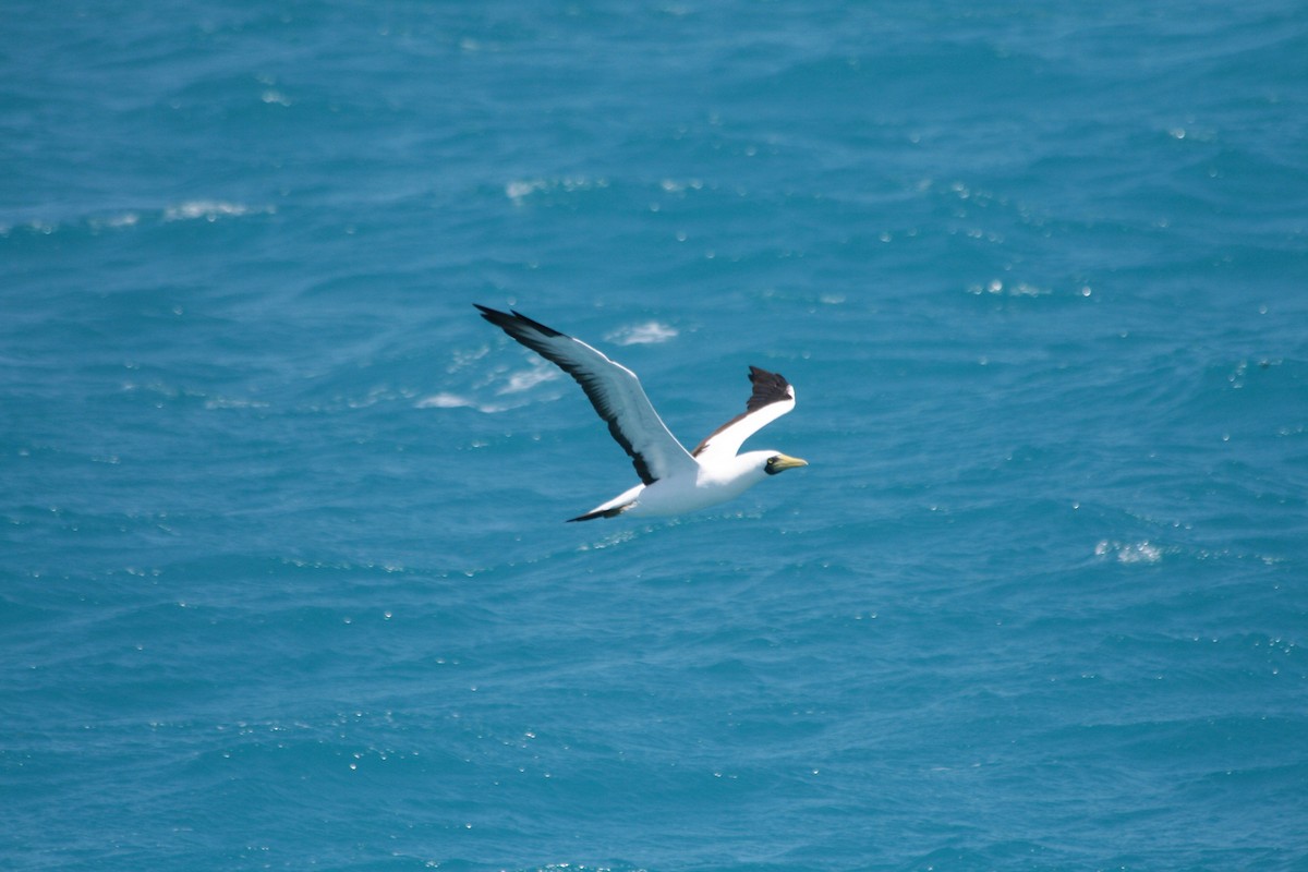 Masked Booby - ML621230419