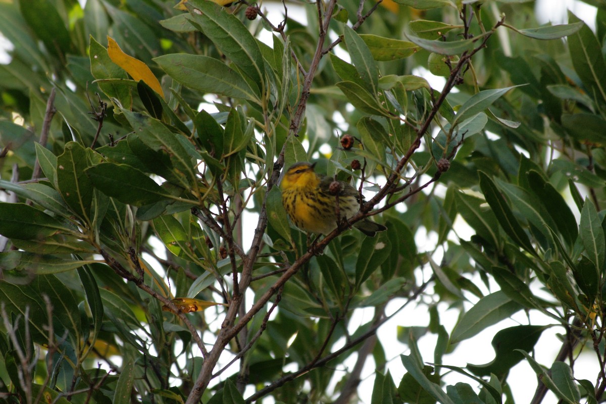 Cape May Warbler - ML621230487