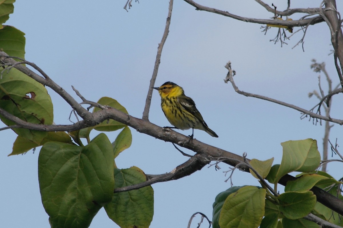 Cape May Warbler - ML621230497