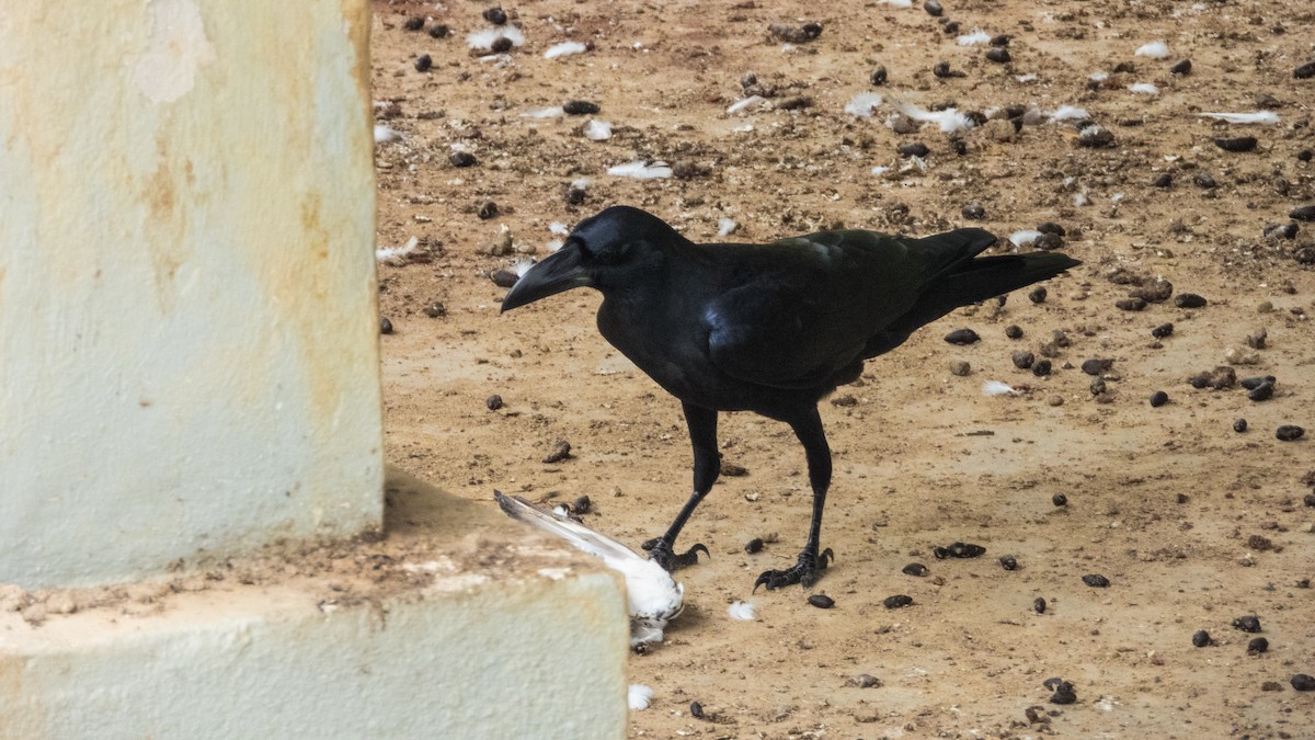Large-billed Crow (Large-billed) - ML621230500