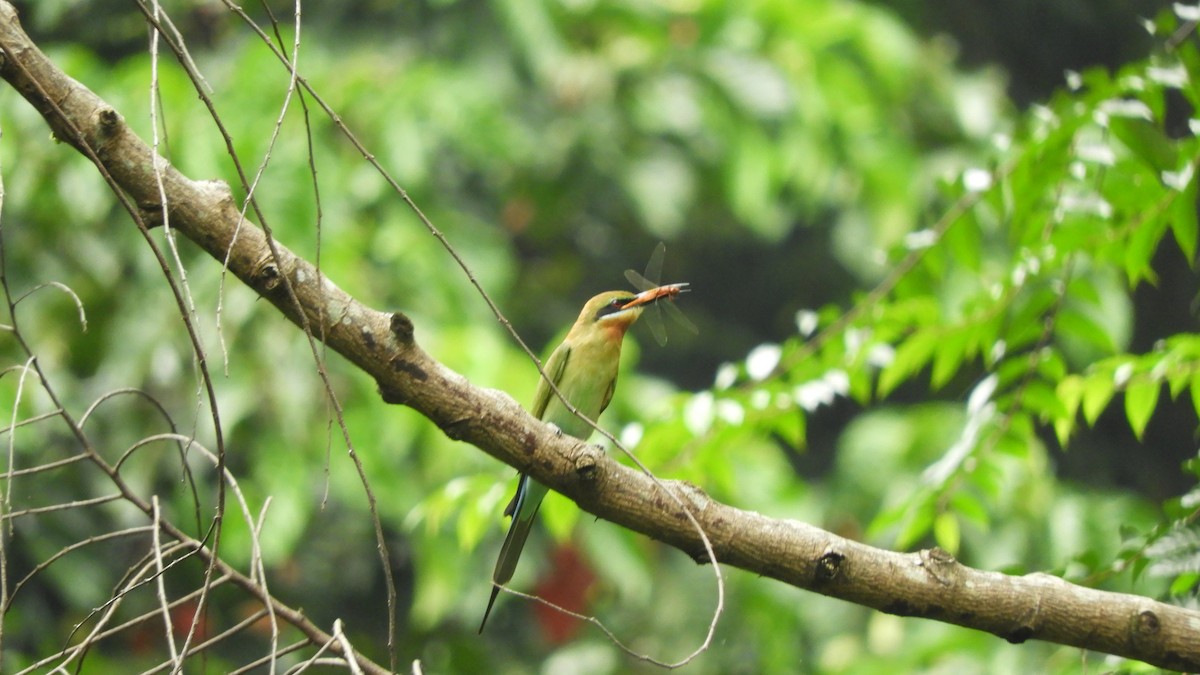Blue-tailed Bee-eater - ML621230543