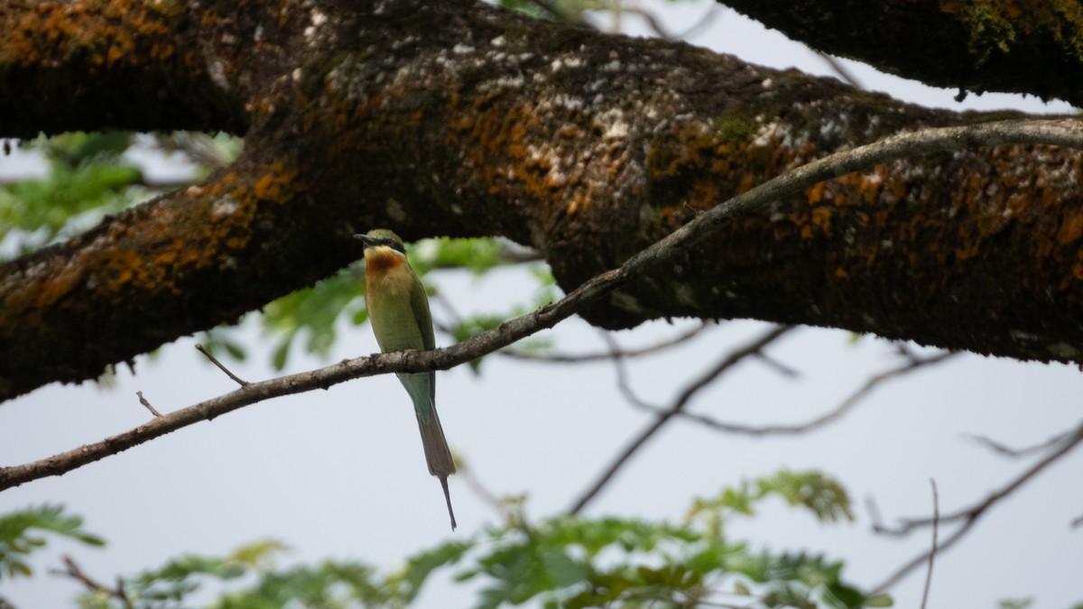 Blue-tailed Bee-eater - ML621230549