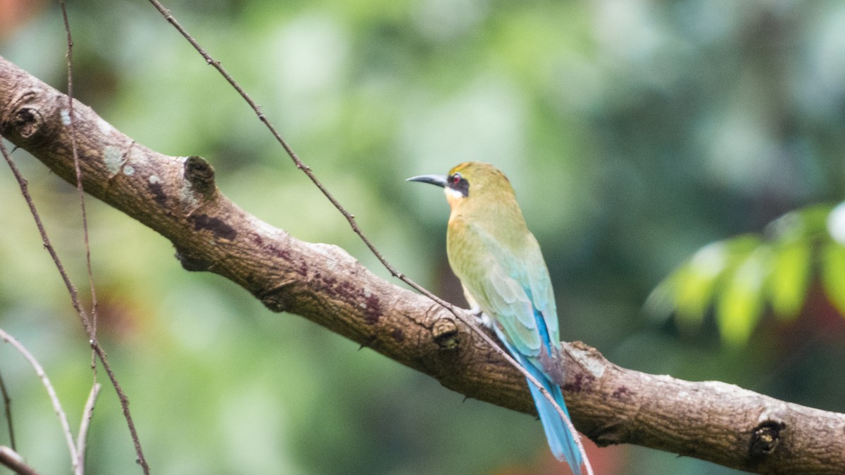 Blue-tailed Bee-eater - ML621230550