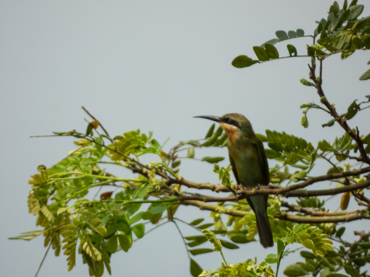 Blue-tailed Bee-eater - ML621230552
