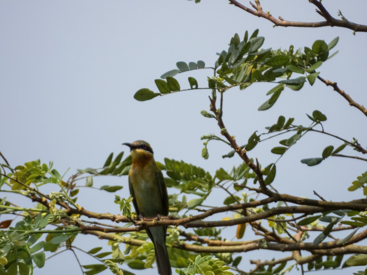 Blue-tailed Bee-eater - ML621230553