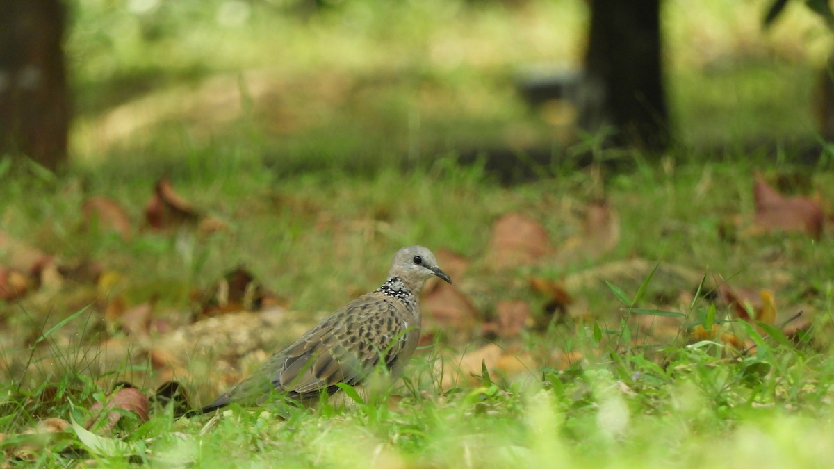 Spotted Dove - ML621230590