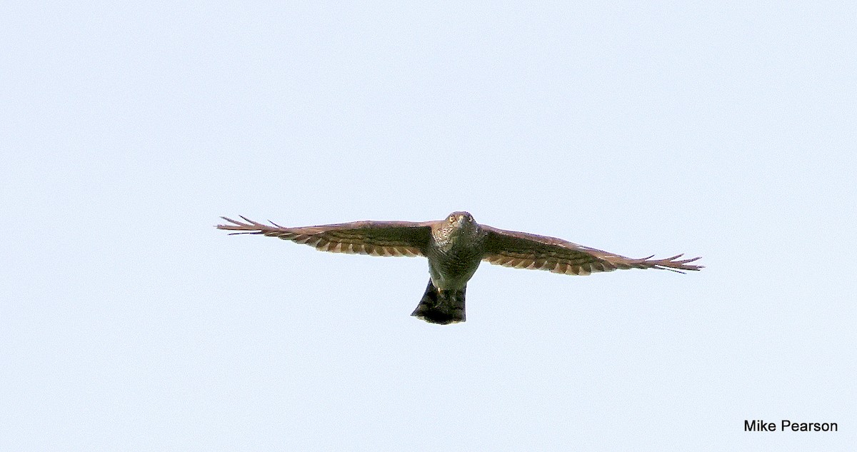Eurasian Sparrowhawk - ML621230594