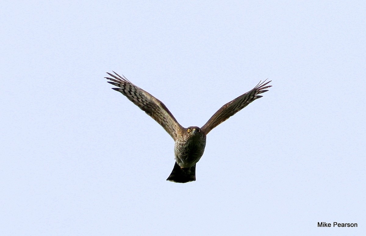 Eurasian Sparrowhawk - ML621230595