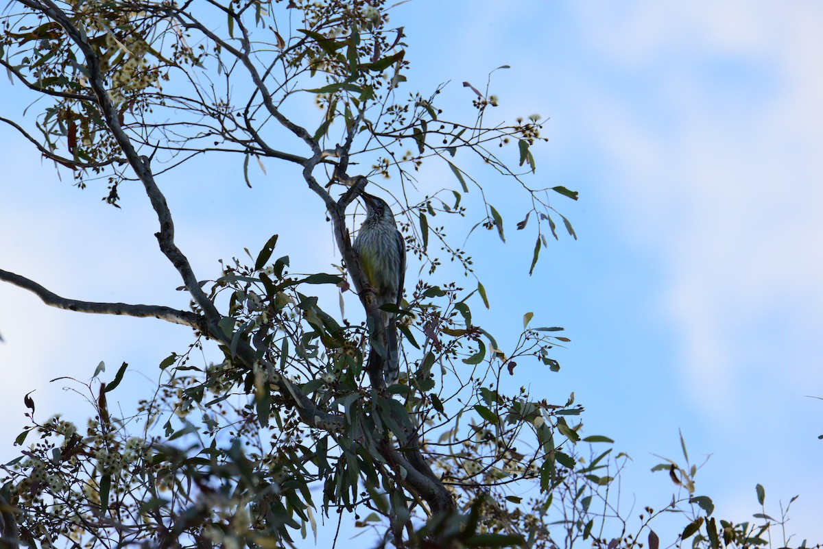 Red Wattlebird - ML621230599