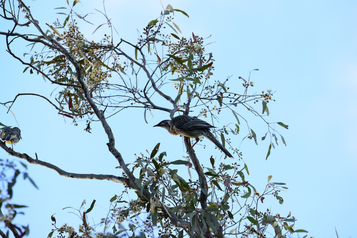 Red Wattlebird - ML621230600