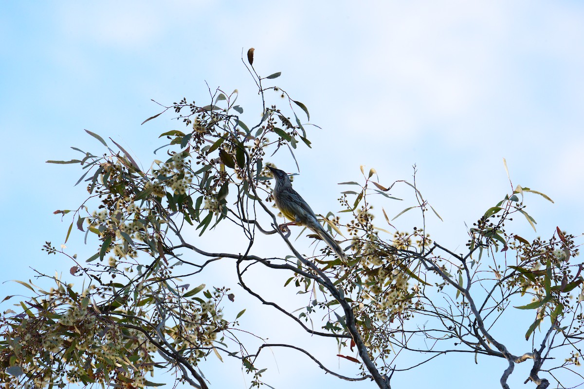 Red Wattlebird - ML621230601