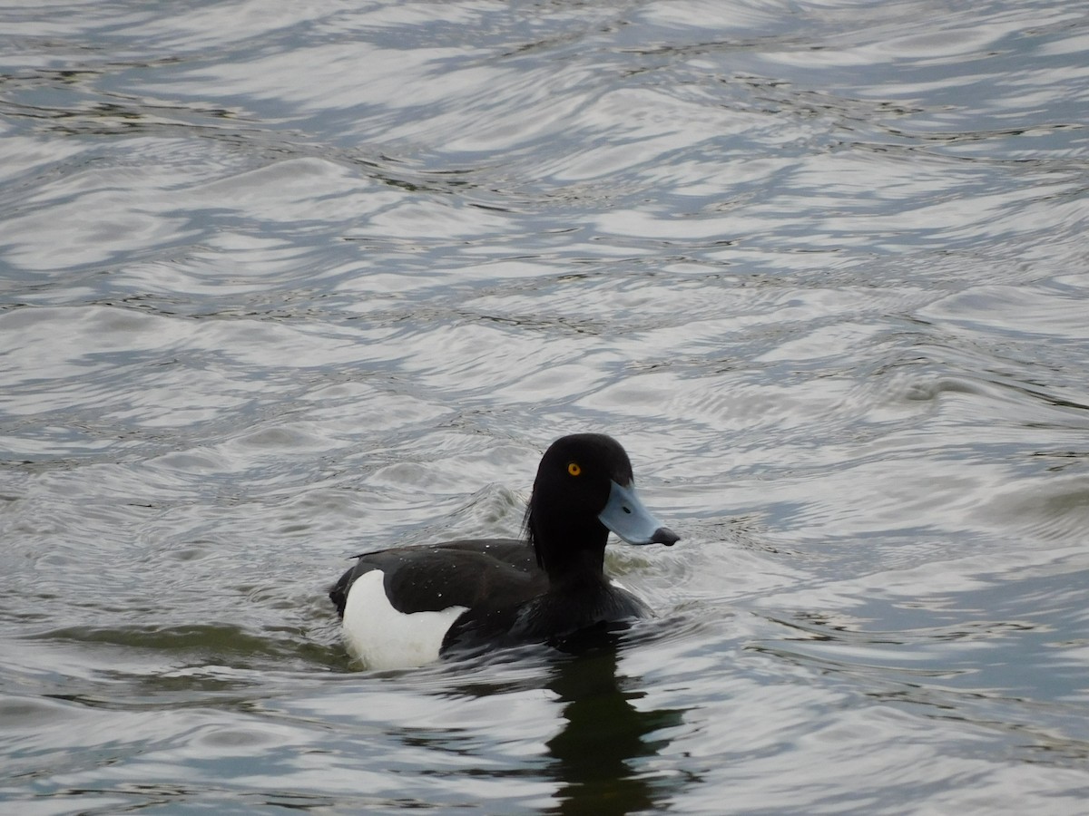 Tufted Duck - ML621230606