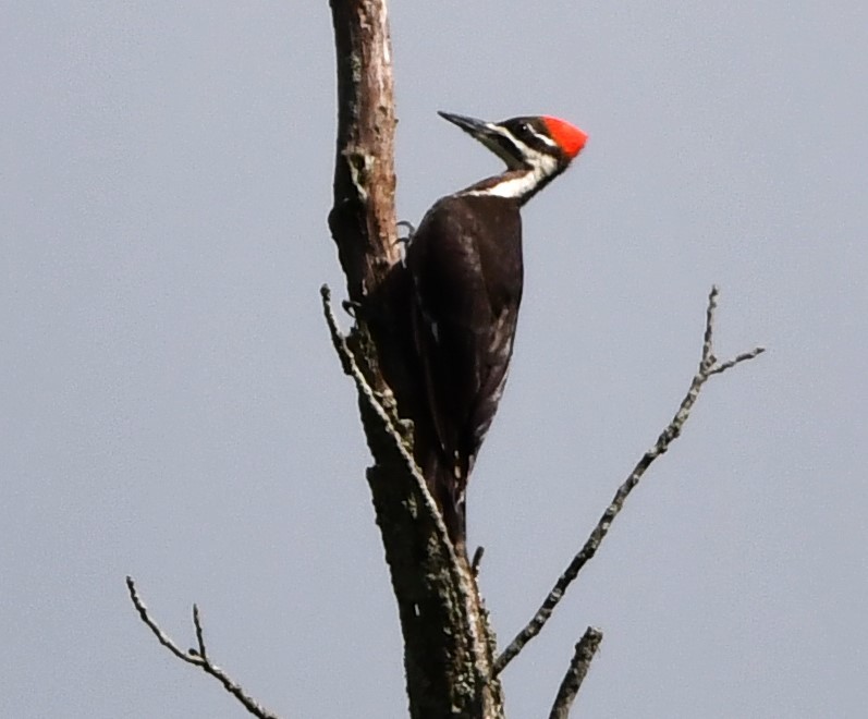 Pileated Woodpecker - ML621230607