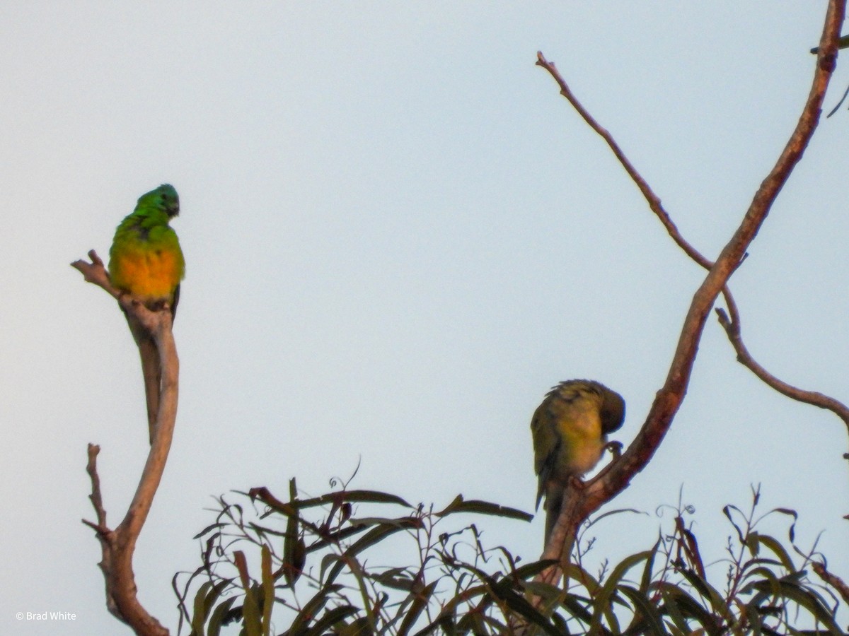 Red-rumped Parrot - ML621230634