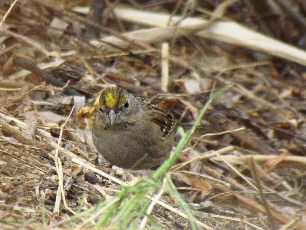 Golden-crowned Sparrow - ML621230650